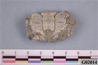 藏品(螃蟹化石)的圖片